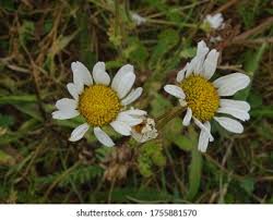 Image result for Callilepis laureola