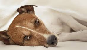 Comment Savoir Si Mon Chien Est Malade Doctissimo