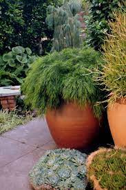 Presence of pricing data does not indicate product is in stock. 7 Garden Acacia Cousin Itt Ideas Australian Native Garden Native Garden Australian Native Plants