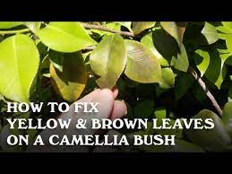 How To Fix Yellow And Brown Leaves On A Camellia Bush Youtube Camellia Leaves Yellow And Brown