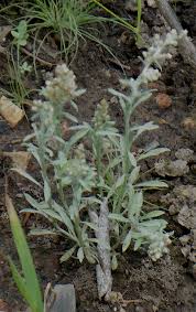 Image result for Gnaphalium polycaulon