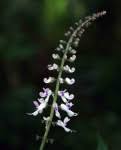 Image result for Plectranthus swynnertonii