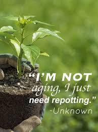 Flowering Wisdom Gardening Quotes From Eagleson Landscape Co Landscaping Aging Pre Garden Quotes Gardening Quotes Funny Gardening Quotes Inspirational