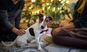 Their first christmas ornament should be one that celebrates their new life and shows just how happy you are to have them in your life. Puppy S First Christmas 7 Tips For A Safe And Stress Free Celebration