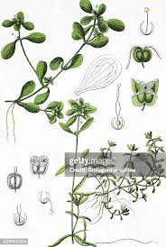 Image result for Callitriche