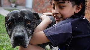 Día del perro en argentina: Celebran El Dia Mundial Del Perro Y Concientizan Sobre El Abandono De Las Mascotas Telam Agencia Nacional De Noticias