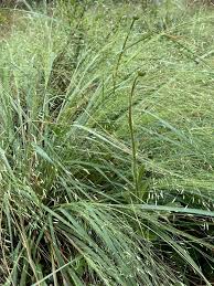 Image result for Eragrostis friesii