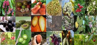 Check spelling or type a new query. Tanam Kembali Buah Buahan Lokal Indonesia Yang Terlupakan Home Facebook