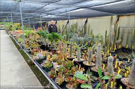 Go to all cacti and succulents threads. Field Trip To Poot S Cactus Nursery Part 2