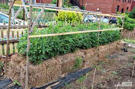 The straw i use for mulch spouted like crazy, and had to have all those sprouts, grasses etc, be pulled. Straw Bale Gardening Learn How To Grow Vegetables In Straw Bales