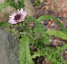 Image result for Berkheya speciosa