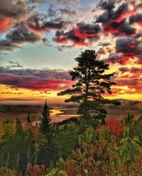 M A I N E M A G A Z I N E On Instagram Capture Of The Day Is By Allen Connor Use Themainemag For A Chance To Pretty Trees Instagram Around The Worlds