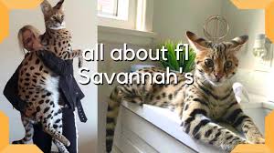 Savannah Cat : The Most Expensive Pet in the world / Largest cat breed F1  Savannah savannah-cats.com - YouTube