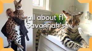 But it is a cunning cat. Expert Savannah Cat Breeders F1 Savannah Kittens