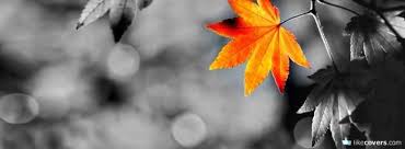 Aesthetic Classy Black And White Cover Photos For Facebook Orange Leaf Black And White Photo Facebook Covers Fall Facebook Cover Photos Facebook Cover Images Fall Cover Photos