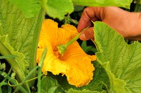Image result for how to self pollinate cucumbers
