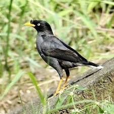 Search free jalak wallpapers on zedge and personalize your phone to suit you. Harga Jalak Kebo Lengkap Terbaru 2016 Suarakenari Xyz Animals Bird Beast