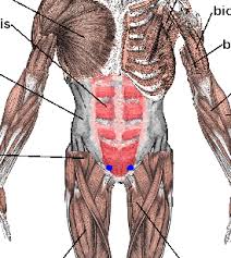 (1) two vertical muscles situated near the midline of the body and. Quotes About Abdominals 30 Quotes