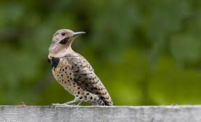 Birds Of North Alabama Alabama State Bird State Birds Bird Alabama State