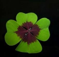 Each distinctive leaf is like its own miniature painting! Garten Samereien Zwiebeln Oxalis Gunstig Kaufen Ebay