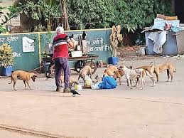 We did not find results for: Cr Staff Take 120 Stray Dogs Cats Under Their Wing