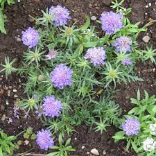 Scabiosa Seed Blue Note Garden Seeds Plant Spacing Plants