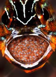 Underwater Photographer Noam Kortler S Gallery Ocean Creatures Sea Creatures Underwater