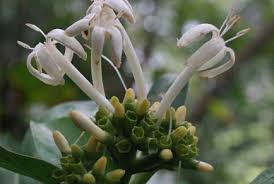 Image result for Colletoecema