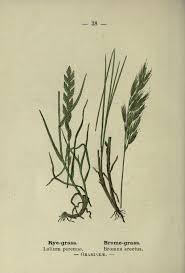 Image result for Bromus  erectus