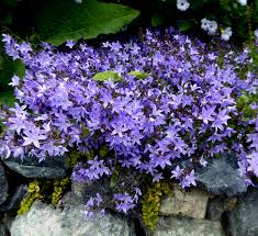 Campanula Poscharskyana Blue Waterfall Buy Online At Annie S Annuals Shade Plants Front Yard Plants Campanula
