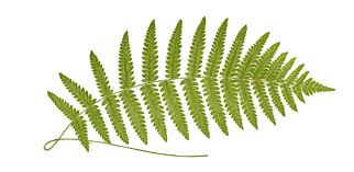 Image result for Aspleniaceae