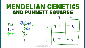 A 25% chance at red hair doesn't mean that exactly 25% of the children will have red hair; Punnett Squares And Mendelian Genetics Part 1 Youtube