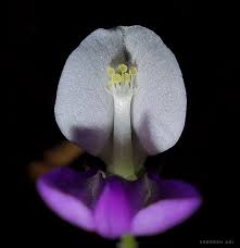 Image result for Catunaregam stenocarpa