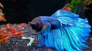 7 Most Popular Betta Tank Mates You Need To Try Youtube