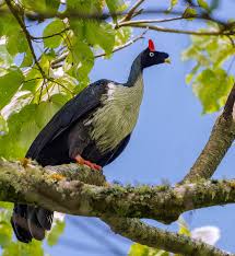 Image result for Hua gabonii