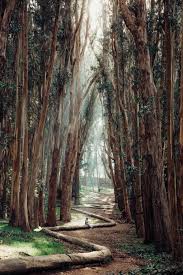 The trunk of the tree, possessing a diameter of around 6 feet, is noted for its multi hued appearance in summer. Eucalyptus How California S Most Hated Tree Took Root Kqed
