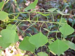 Image result for Sapium