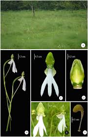 Image result for Habenaria epipactidea