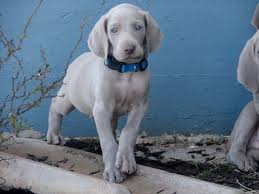 Weimaraner Puppy For Sale In Amorita Ok Adn 72077 On Puppyfinder Com Gender Male Age 7 Weeks Old Weimaraner Puppies Weimaraner Puppies For Sale