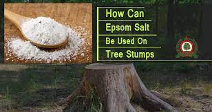 Drill the holes a few inches apart. How To Kill A Tree Stump Tree Stump Killer Guide