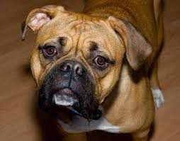 Maybe you would like to learn more about one of these? How To Get Heartgard For Dogs Without A Prescription Animals Mom Com