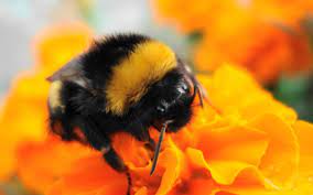 Bee insect desktop png clipart arthropod bee bumblebee. Bumblebee Insect Wallpapers Wallpaper Cave