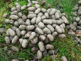 We did not find results for: What Does Deer Poop Look Like Deer Droppings Identification Animal Hype