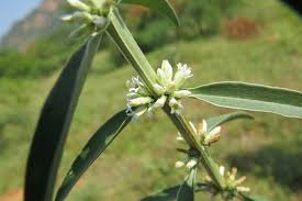 Image result for Enicostema axillare