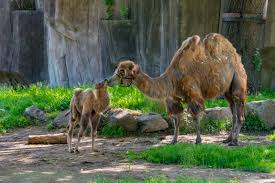 Giraffes are the tallest of land animals, with unique body structures which are specially adapted to their way of life. Camel Zooborns