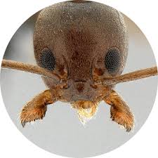 The liquid termite treatment will include the soil adjacent to the interior and/or exterior foundation walls of the crawlspace, and a slab treatment could also be necessary in garage. Business Is Up Pct Pest Control Technology