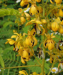 Image result for Teramnus micans