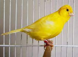 Canario Amarillo Intenso Canarios Criadero Canarios Rojos