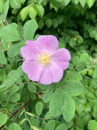 Image result for Archips rosanus