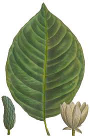 Cucumber tree (magnolia acuminata) is a forest canopy species of the magnolia family that can grow to 30 m in height. Cucumber Magnolia Magnolia Acuminata National Museum Of American Illustration